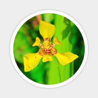Yellow lily blossom on green background Magnet
